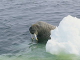 A Walrus, Odobenus Rosmarus, Peers from Behind a Chunk of Ice