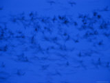 Panned View of Sandhill Cranes at Dusk Along the Platte River