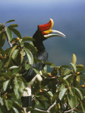 A Rhinoceros Hornbill Perched in the Crown of a Fruiting Fig Tree