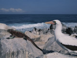 A Blue-Faced Booby and Marine Iguanas on a Rocky Galapagos Shore