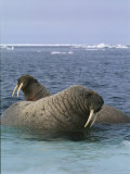 A Pair of Walruses Sit on a Submerged Ice Floe