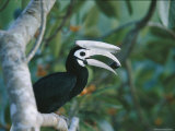 A Palawan Hornbill with a Fig in its Beak