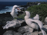 A Blue-Faced Booby Parent and Chick on a Rocky Galapagos Shore