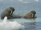 A Pair of Walruses Sit on a Submerged Ice Floe