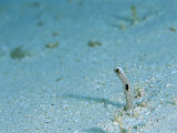 Buy A Garden Eel Protrudes from its Sea Floor Burrow at AllPosters.com