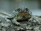 A Close View of a Wyoming Toad