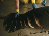 Manatee Carcass with Slice Marks from Boat Propellers