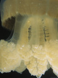 A Close View of the Tentacles of a Mastigias Species Jellyfish
