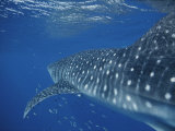 A School of Fish and a Whale Shark off the Coast of Western Australia
