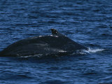 The Dorsal Fin of a Humpback Whale