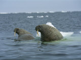 A Pair of Walruses Sit on a Submerged Ice Floe