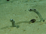 Buy A Pair of Garden Eels Protrude from Their Sea Floor Burrows at AllPosters.com