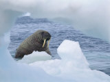 A Walrus Peers Through a Hole in an Iceberg