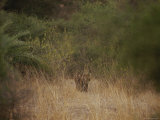 Rear View of Bengal Tiger Cubs Walking into Forest