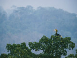 A Vocalizing Great Pied Hornbill in the Top of a Fig Tree
