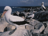 Blue-Faced Boobies Perched Atop Rocks on a Galapagos Shore