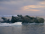 A Group of Walruses Relax on an Ice Floe at Twilight