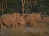 Oxpeckers Search for Ticks on a Pair of Southern White Rhinoceroses