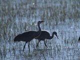 A Pair of Rare Japanese Red-Crowned Cranes Hunt in Shallow Water