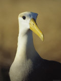 A Portrait of a Waved Albatross