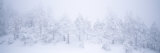 A Blizzard on Spruce Mountain with Snow-Covered Trees