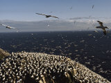 Northern Gannets Fly About the Cliffs Where They Roost