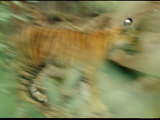 Bengal Tiger Cub in Blurred Motion