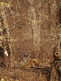 A Resting Bengal Tiger Camouflaged in Forest Growth