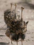 A Trio of Ostriches, Struthio Camelus