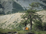A Man Meditates Beneath a Tree in Campo Bridwell, Patagonia