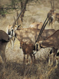 Buy A Female Oryx Nuzzles Her Fawn at AllPosters.com