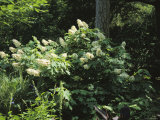 Buy Flowering Shrub in an Elizabethan-Style Garden in Manteo at AllPosters.com