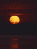 Silhouetted Sandhill Cranes Fly over a Setting Sun