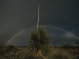 A Double Rainbow Arcs over a Spanish Bayonet Yucca Plant