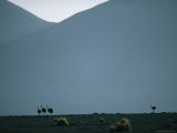 Ostriches in the Atacama Desert