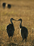 Pair of Sandhill Cranes, Beak to Beak