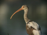 A Juvenile White Ibis
