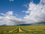 Buy Vineyards in Californias Edna Valley at AllPosters.com