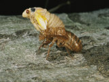 A Brood X, 17-Year Cicada Emerges from its Nymphal Exoskeleton