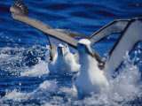 Shy Albatrosses Running on Water to Take off into Flight, This Species is Considered Vulnerable