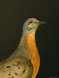 A Stuffed and Mounted Passenger Pigeon on Display at a Museum