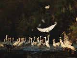 A Flock of White Ibises