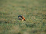 A Broad Winged Hawk (Buteo Platypterus) Crouching in the Grass