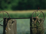 A Red-Winged Blackbird Perched on the Wheel of a Water Control Device