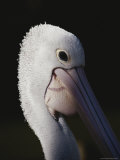 A Close View of the Head of an Australian Pelican