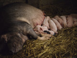 A Sow Suckles Her Piglets