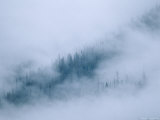 Spruce Trees Peek Through the Fog in Yoho National Park