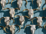 Bleached Cow Skulls Decorate a Wall