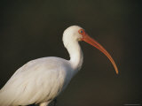 Close View of a White Ibis
