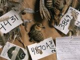 Dead Attwaters Prairie Chickens (Tympanuchus Cupido Attwateri) with Paper Tags on Them